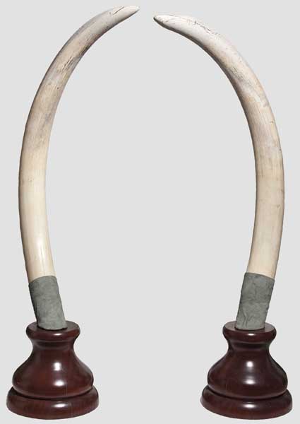 Ein Paar Elefanten-Stoßzähne, Sambia, 20. Jhdt.   Stoßzähne eines Afrikanischen Elefanten (Loxodonta - Bild 2 aus 2