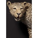 Leopard, Sambia, 20. Jhdt.   Hervorragend lebensecht präpariertes Exemplar eines Panthera pardus,