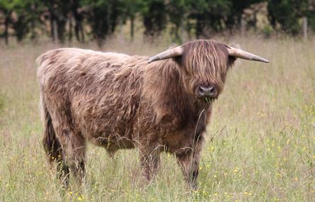 A Derbyshire Wildlife Trust beef box filled with fantastic beef from their own Highland cattle