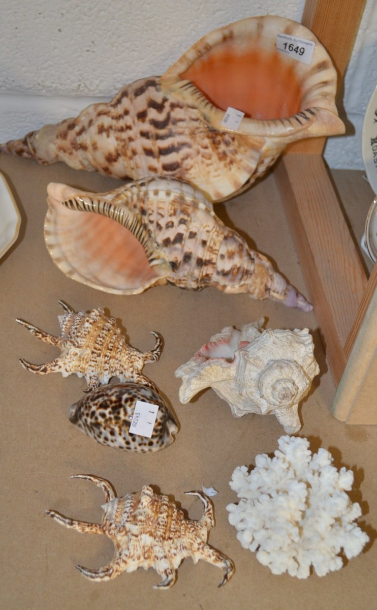 Natural History - a large shell from Mauritius; others similar; coral (7)