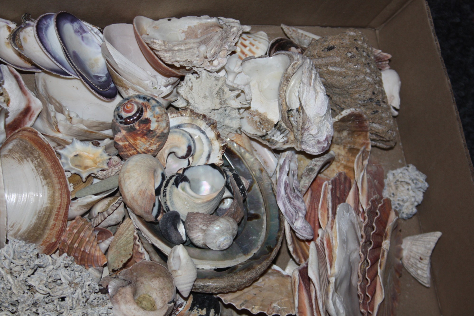 Concology- Various seashells, worldwide and UK