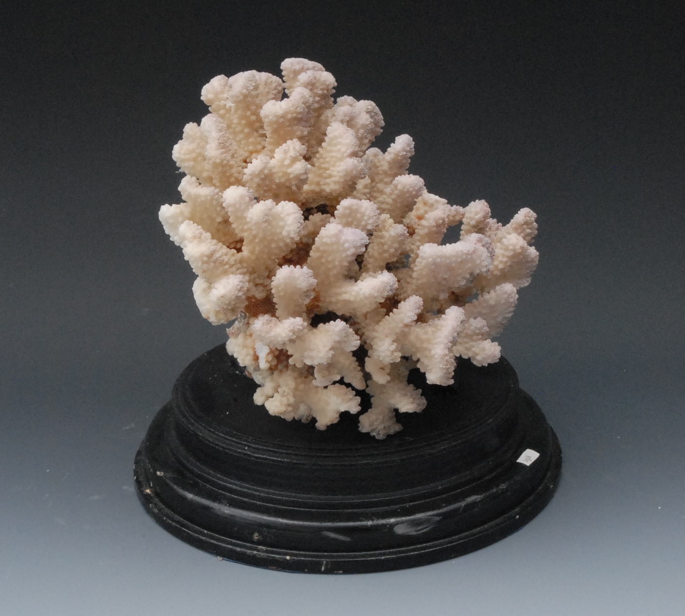 Natural History - a large pink coral specimen, on ebonised plinth, 21.5cm high