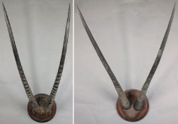 A pair of mounted Antelope horns on circular plinths, 112cm length of largest pair. Formerly from