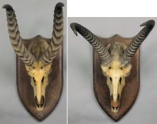 A pair of mounted Antelope horns and top skull, on shield plinths. Formerly from Tawstock Court,