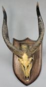 A pair of Antelope horns on shield plinth. Formerly from Tawstock Court, family home of the