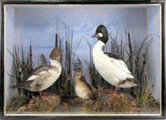 A taxidermy cased and mounted pair of Golden Eye and a Little Grebe, naturalistically set, 57 x 79