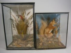 A preserved Green Woodpecker mounted in a naturalistic setting, contained in a glazed display