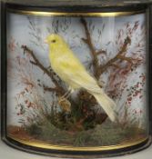 A taxidermy bow front cased and mounted Yellow Canary attributed to  J. Cooper, in a naturalistic