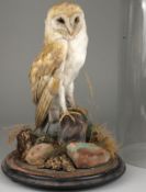 Barn Owl (Tyto alba) - an early 20th century taxidermy specimen under a glass dome, on an ebony