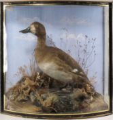 A taxidermy bow front cased and mounted Scaup bearing a label J Cooper, in a naturalistic setting,