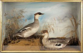 A taxidermy cased and mounted immature male and female Smew, in a natural setting, 43 x 88 x 17cm.