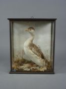 A taxidermy Sclavonian Grebe by Skelton, Cheltenham:, naturalistically set in a glazed case,