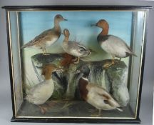 A library taxidermy case of five ducks by L E Hope, Penrith:, containing a female Widgen, female Red