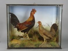 A taxidermy case of Red Jungle fowl by R G Ringer, Grantham:, naturally set in a glazed case with