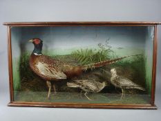 A cased taxidermy Cock Pheasant with a pair of Golden Plover:, naturally set in a glazed case, 50