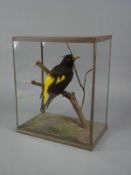 A Rowland Ward taxidermy Yellow Winged Cacique:, set on a branch with natural base, label to