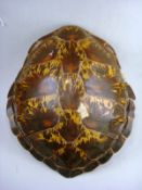 A turtle carapace:, 57 cm long (a/f)
