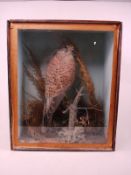 A Victorian cased taxidermy kestrel by T Ellis of Swaffham:, naturalistically set in a glazed