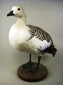 A taxidermy Canada Goose:, on a circular naturalistic base.