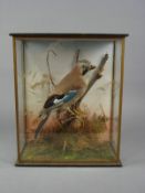 A taxidermy cased Jay by Chalkly of Winchester:, naturally set with labels lower left and reverse,