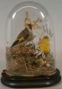 A preserved Goldfinch: mounted with another finch in a naturalistic setting of grasses, contained