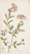 Curtis (William) - Flora Londonensis,  or, Plates and Descriptions of Such Plants As Grow Wild in