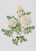 Treschlin (Anne Marie,  artist) Old Garden Roses, limited edition, signed by Trechslin, Coggiatti &