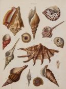 Conchology.- Brookes (Samuel) An Introduction to the Study of Conchology 11 lithographed plates, of