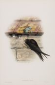 John Gould and Henry Constantine Richter A group of 15 plates for The Birds of Great Britain