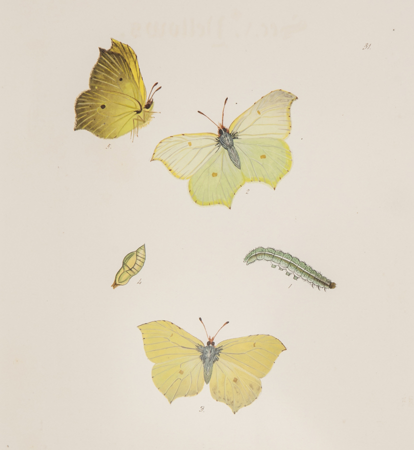 British school (19th Century) A group of 26 original illustrations of butterflies 26 sheets of