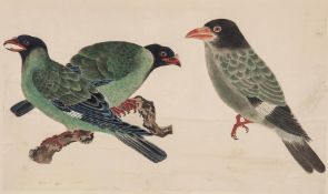 Anglo-Chinese School (19th Century) Exotic Birds three studies on one sheet, watercolour and black