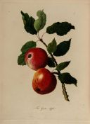 Knight (Thomas Andrew) Pomona Herefordiensis... Old Cider and Perry Fruits of Herefordshire, first