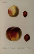 Mas (Alphonse) Le Verger ou Histoire, Culture et Description...des Variétes de Fruits... 8 vol.,