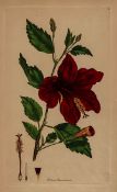 Smith  (Sir James Edward) Spicilegium botanicum; Gleanings of Botany, 2 parts in 1 [all