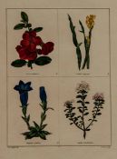 Maund (Benjamin) The Botanic Garden vol.1-5 only (of 13), engraved titles with decorative floral