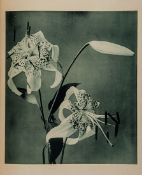 Ogawa Kazumasa. Lilies of Japan first edition, 12 collotype plates, captioned tissue guards,