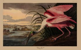 Audubon (John James) The Birds of America: A Selection of Plates vol.2 only (of 2), one of 1000