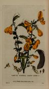 Baxter (William) British Phaenogamous Botany; or, Figures and Descriptions of the Genera of