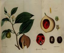 [Spratt (George)] Flora Medica: containing Coloured Delineations of the various Medicinal Plants