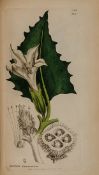 Smith  (Sir James Edward) and James Sowerby. English Botany; or, Coloured Figures of British Plants,