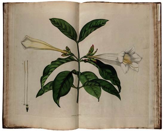 [Smith  (Sir James Edward)] [Icones pictae plantarum rariorum...], first edition, 3 parts in 1, with
