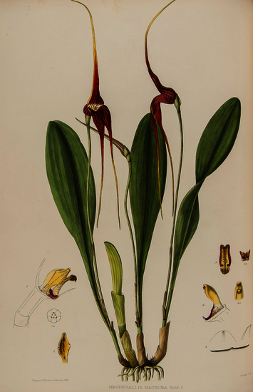 Woolward (Florence H.) The Genus Masdevallia Issued by the Marquess of Lothian, K.T., chiefly from