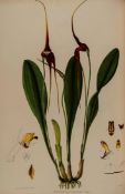 Woolward (Florence H.) The Genus Masdevallia Issued by the Marquess of Lothian, K.T., chiefly from
