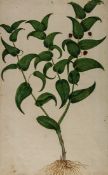 Italian School (late 16th/early 17th century) A group of 18 botanical studies including pines,