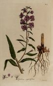 [Curtis (William)] [Flora Londinensis] a collection of 92 plates only in 2 vol., 92 finely hand-