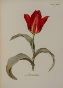 Dykes (William Rickatson) Notes on Tulip Species edited by E.Katherine Dykes, first edition, 44