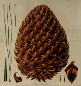 Lambert (Aylmer Bourke) A Description of the Genus Pinus 2 vol., first 8vo edition, engraved