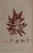 Johnstone (W.G.) and Alexander Croall. The Nature-Printed British Sea-Weeds: A History, 4 vol.,