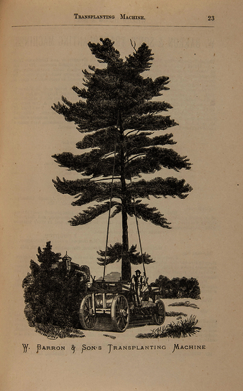 Shaw (George Russell) The Genus Pinus first edition, a few pencil annotations to plates,