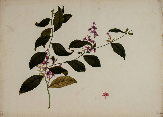 Chinese School (19th century) A group of six studies of Chinese flowers pencil, watercolour, and